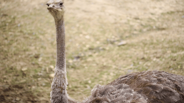 In addition to kangaroos, there is another animal on the national emblem of Australia. Do you know it?