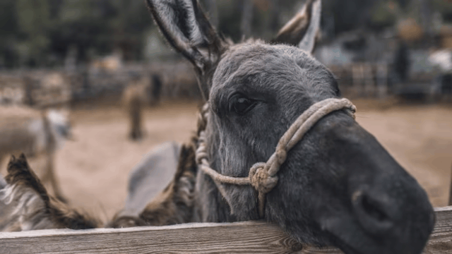 Start working as a happy donkey